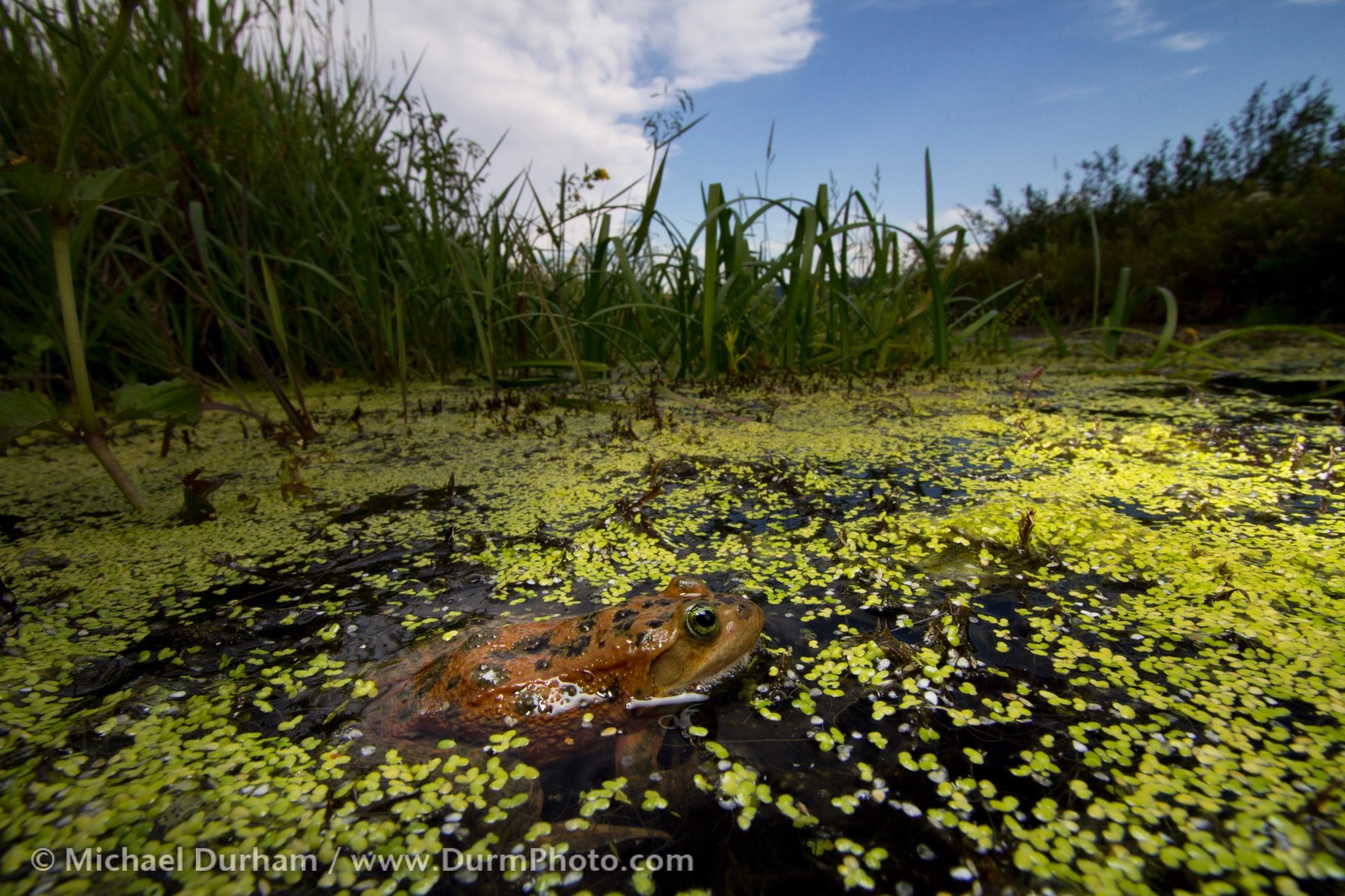 Oregon Spotted Frog (Rana pretiosa)